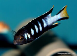 Metriaclima melissa 'Chewere'